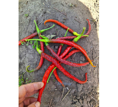 Насіння перцю гострого Кайенський довгий Джо (Cayenne Joe's Long) 